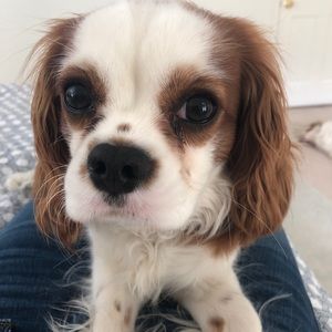 Meet your Posher, Anne